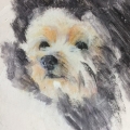 WP23 Maltese Pup