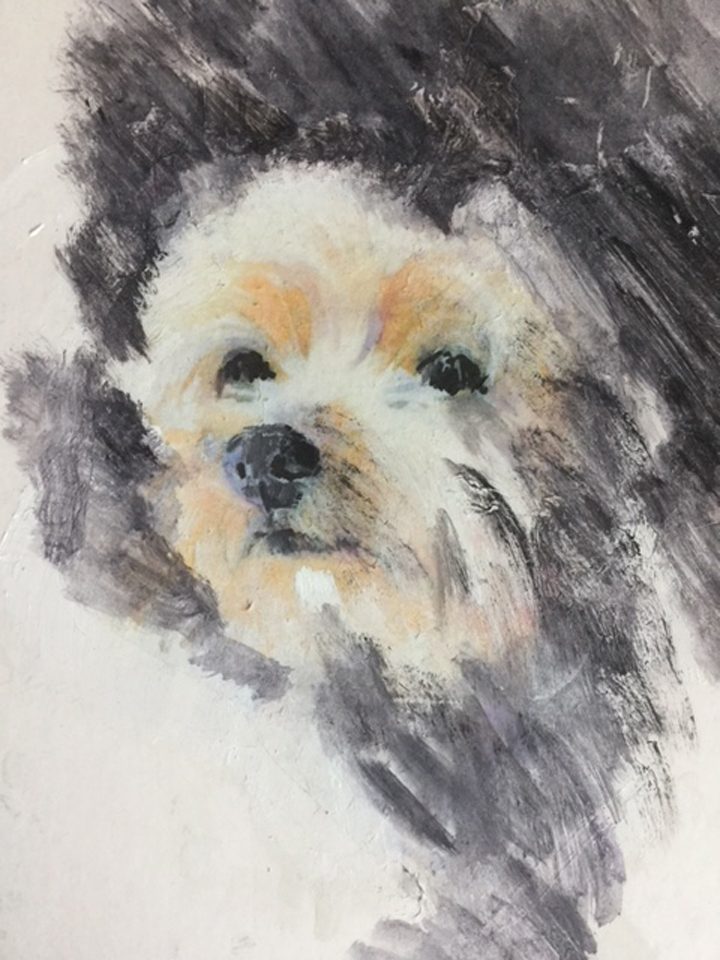 WP23 Maltese Pup